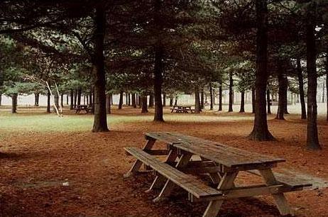 Fotografia del Parco Chico Mendez con alberi e un tavolo per pic-nic