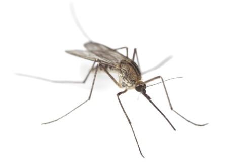 Trattamenti contro le zanzare su caditoie e tombini